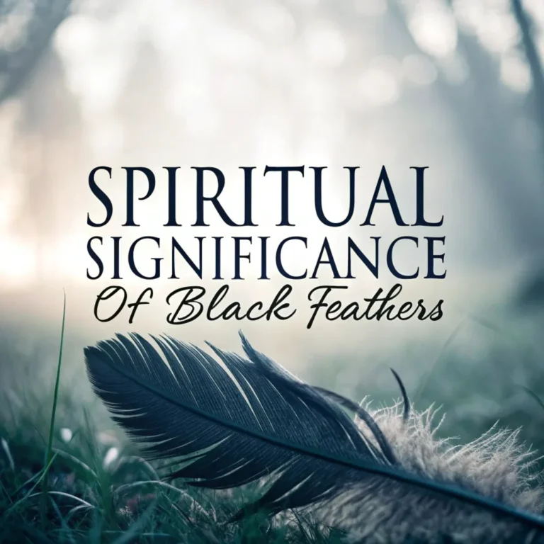 The Spiritual Significance & Symbolism of Black Feathers