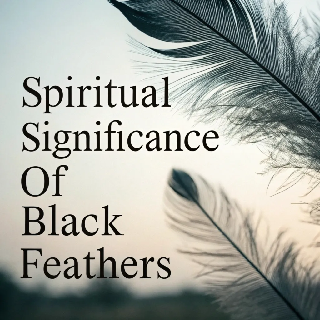 The Spiritual Significance & Symbolism of Black Feathers