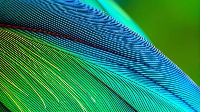discovering spiritual feather symbolism